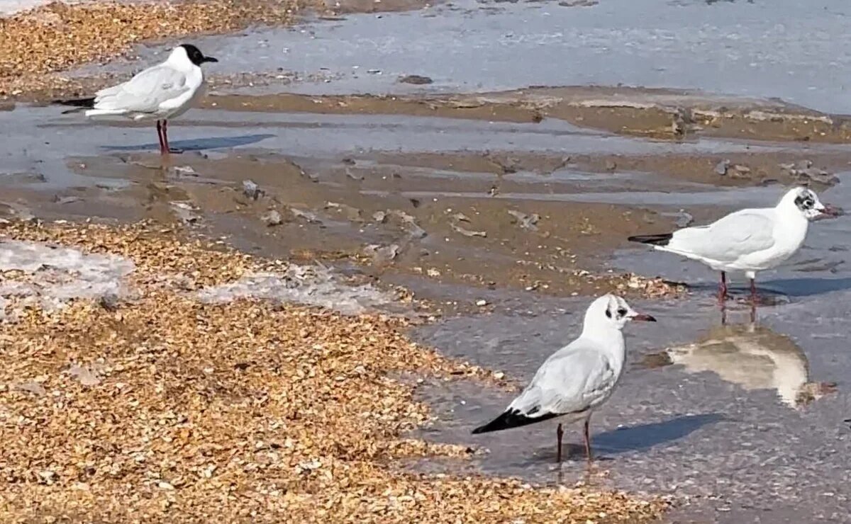    Что с мазутом, пляжами и отелями Анапы? В мае курорт проверит группа экспертов турбизнеса