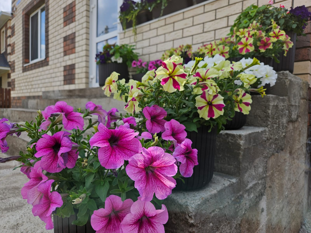 А вообще идея конейтнерного сада сейчас очень актуальна