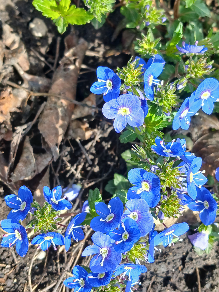 Вероника дубравная