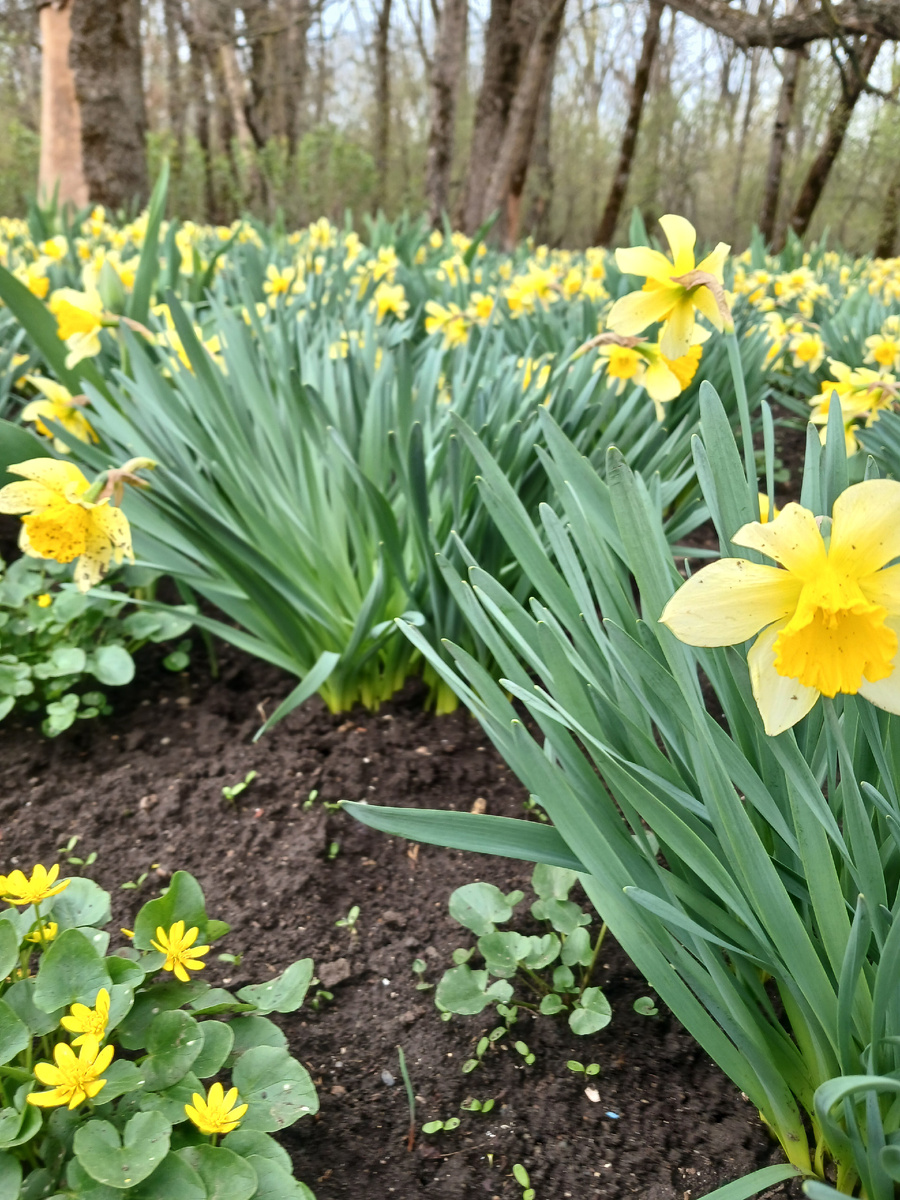 Царь весенних клумб