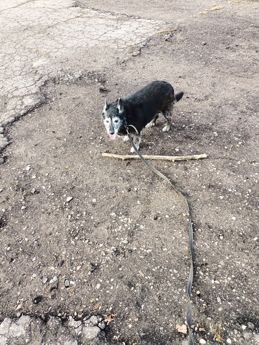 Моей собаке двенадцатый год.