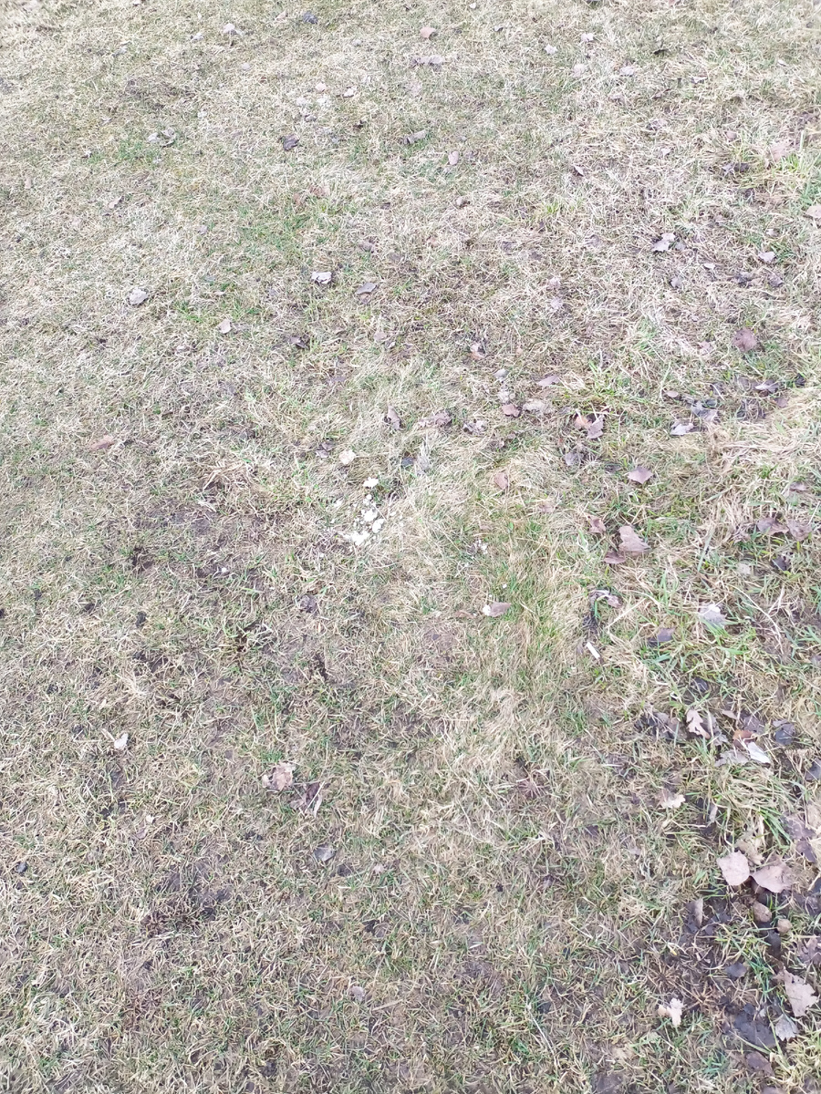 Примерно три дня и отходы жизнедеятельности собаки становятся белыми.