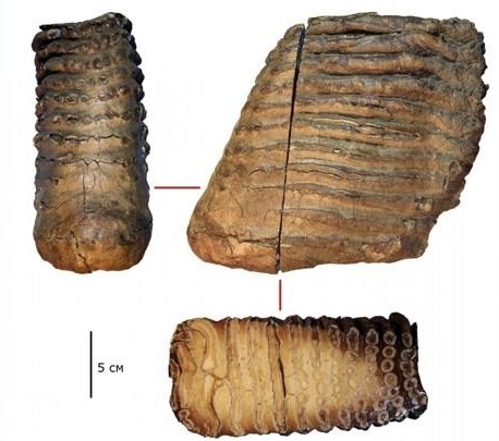 Процесс извлечения ДНК из образцов мамонта (зубы мамонта) 