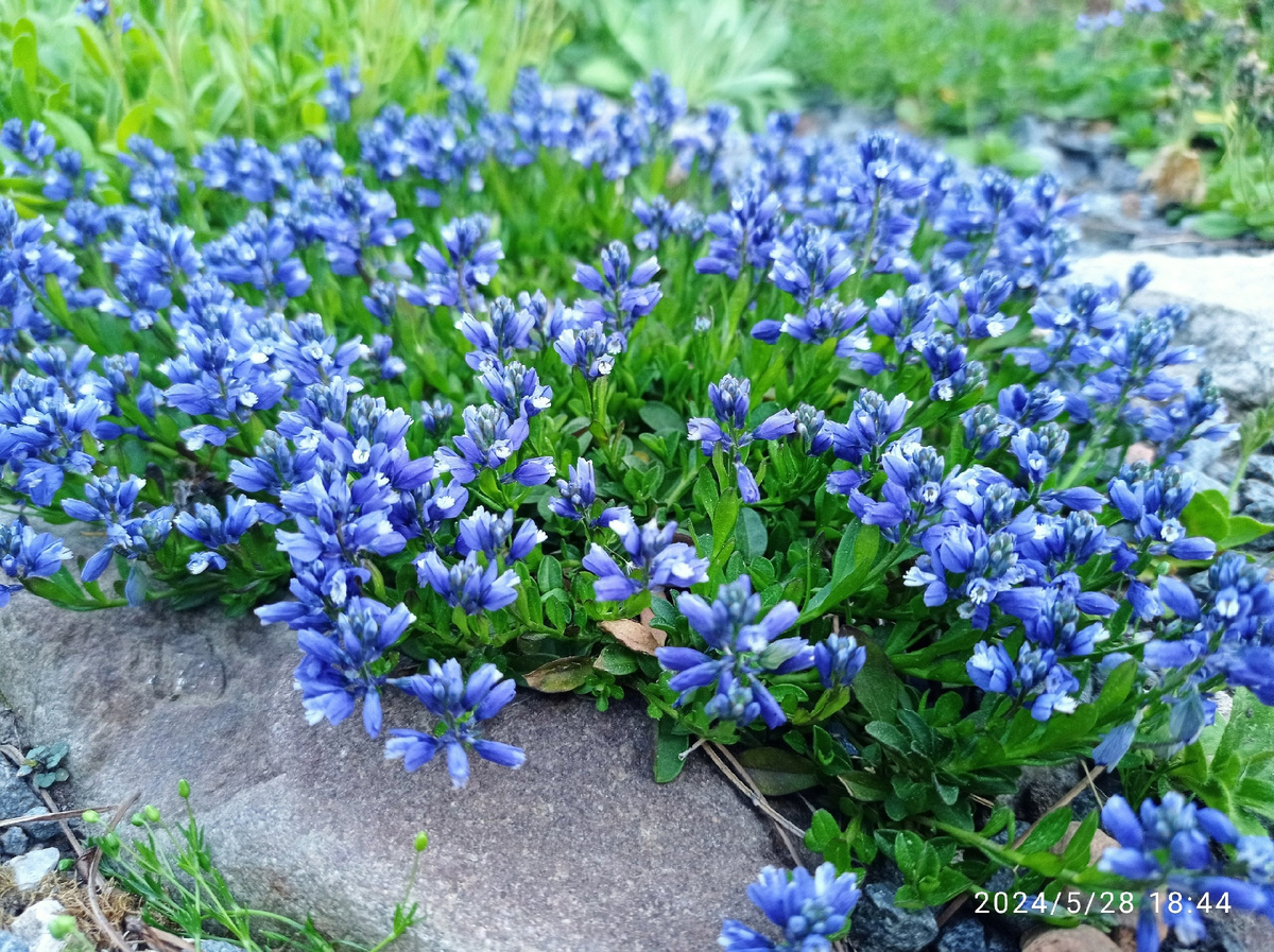 истод извесковый