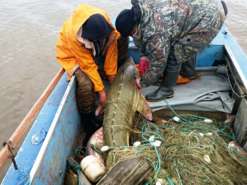 Улов осетровых браконьеров
