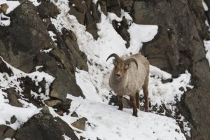    Фото: Кроноцкий заповедник