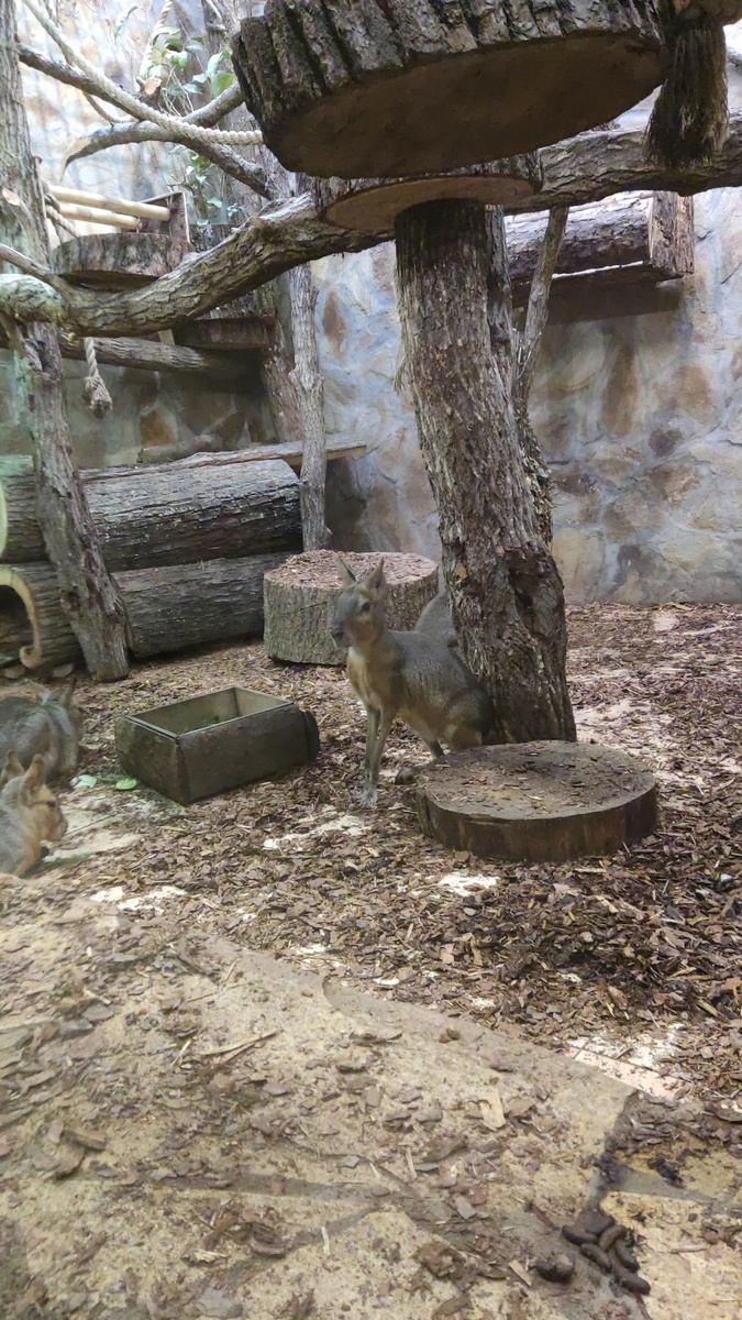 Патогонская мара фото автора