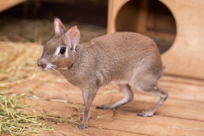 Чакоанская мара фото из поисковой системы Яндекс