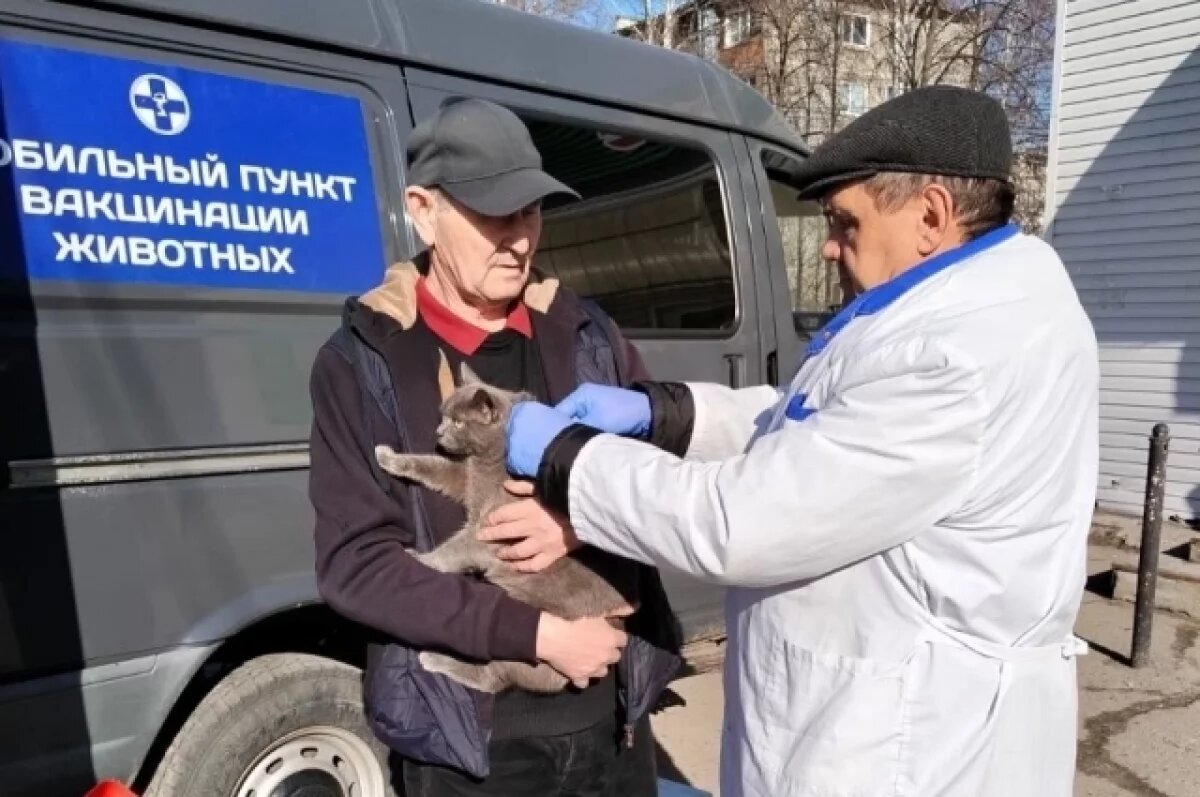    В Засвияжском районе 280 домашних собак и кошек привили от бешенства