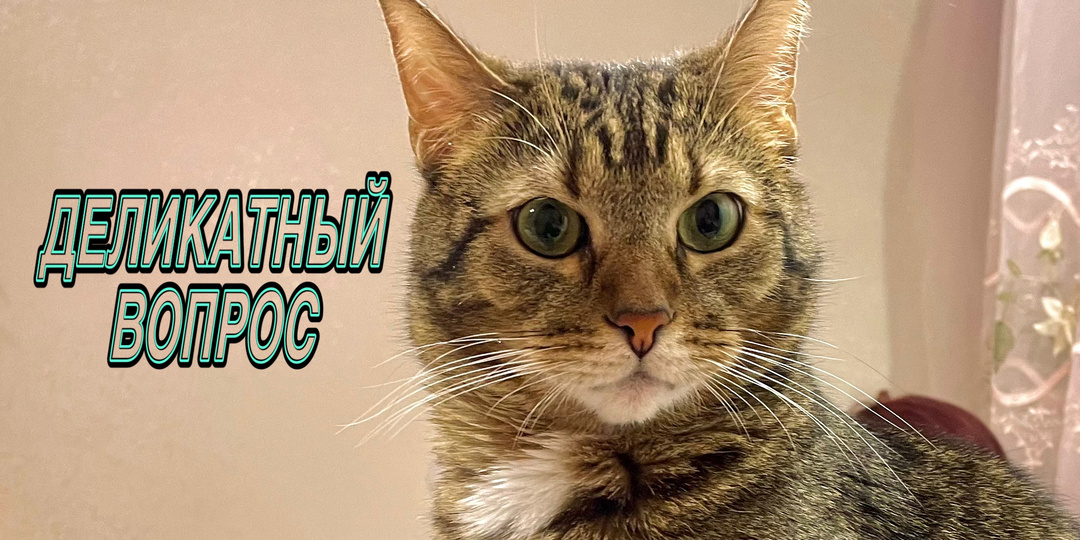 Как раз и навсегда позабыть о необходимости менять лоток: новинка кошачьей сантехники