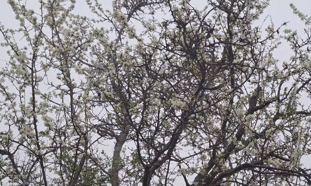 Цветет терен