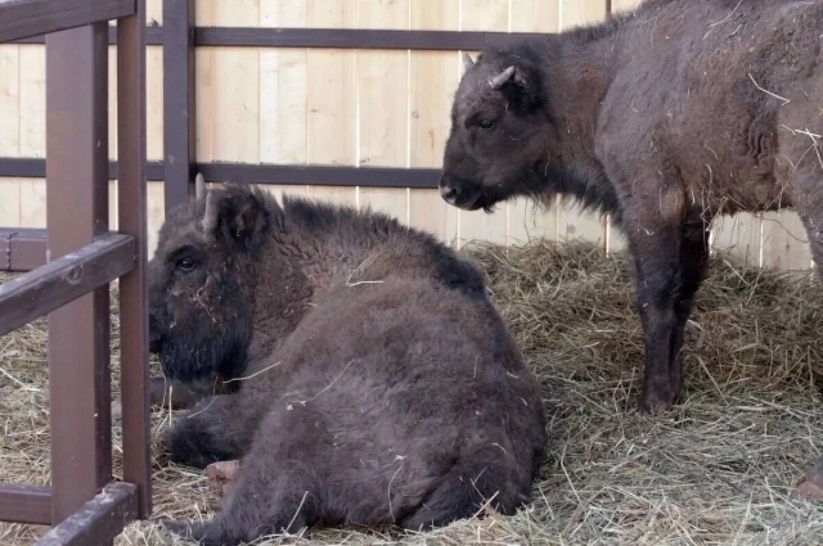    Зубры появились в ижевском зоопарке