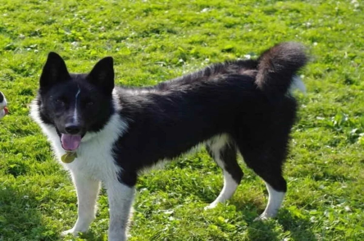    Распустившую собаку волжанку могут лишить свободы из-за погрызанного малыша