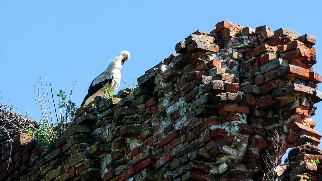    © Roman Denisov/Globallookpress