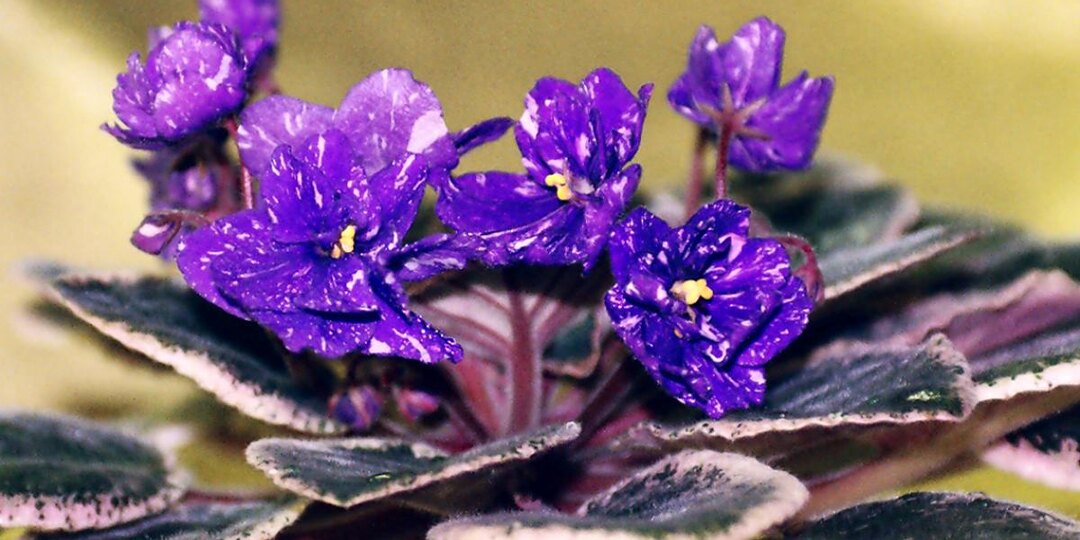 Простой ритуал, который превращает обычную фиалку в живой букет круглый год
