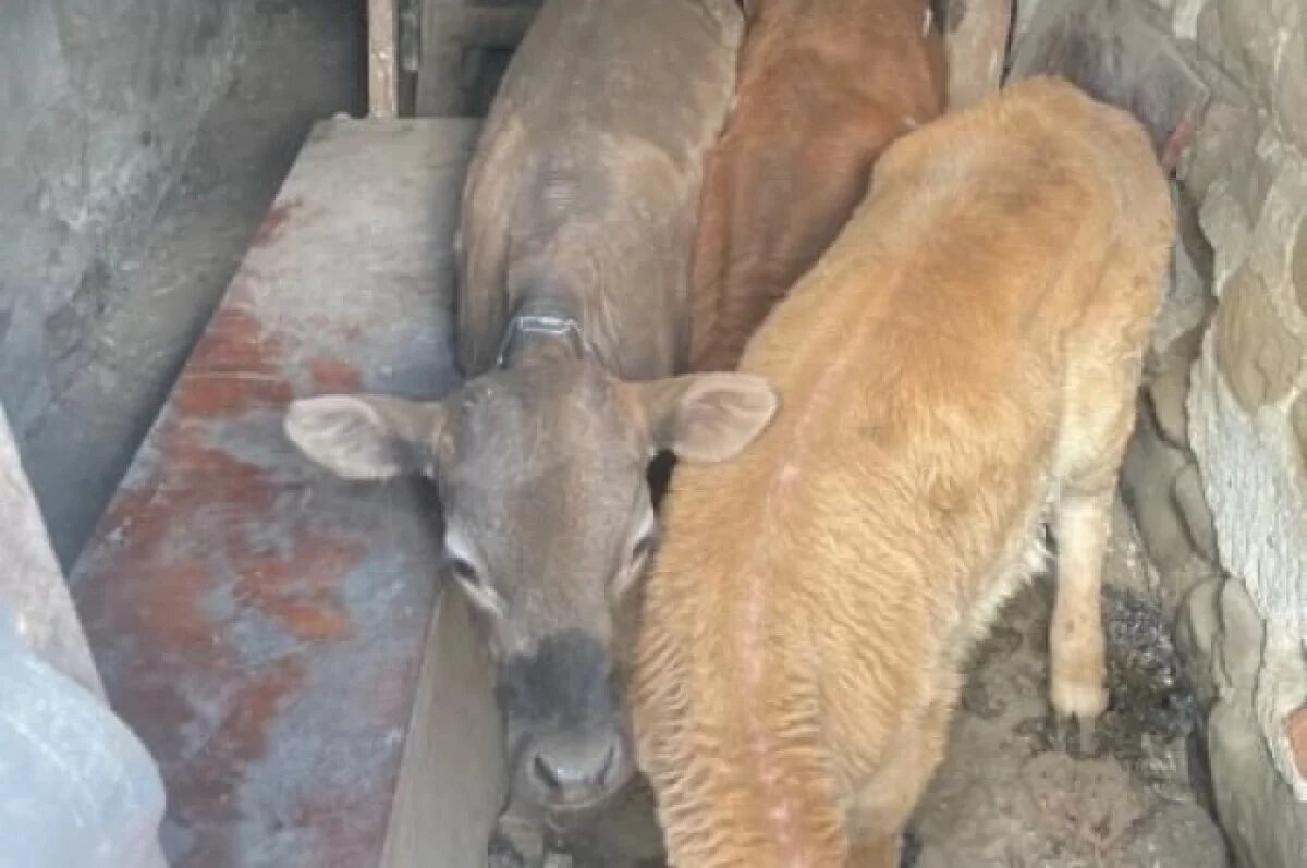    В Северной Осетии задержали вора, укравшего трёх телят на машине