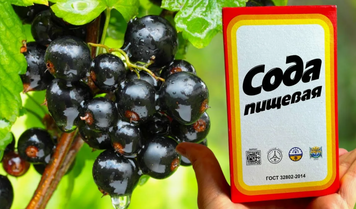 Лечение смородины содой