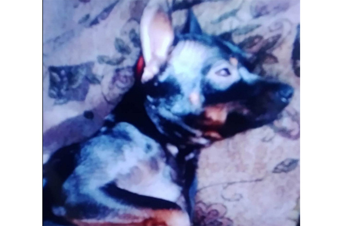 Увы, на снимке Марсика очень сложно рассмотреть и «опознать». Но районная газета верит в чудеса! Фото 13-летнего Ярослава, героя публикации.