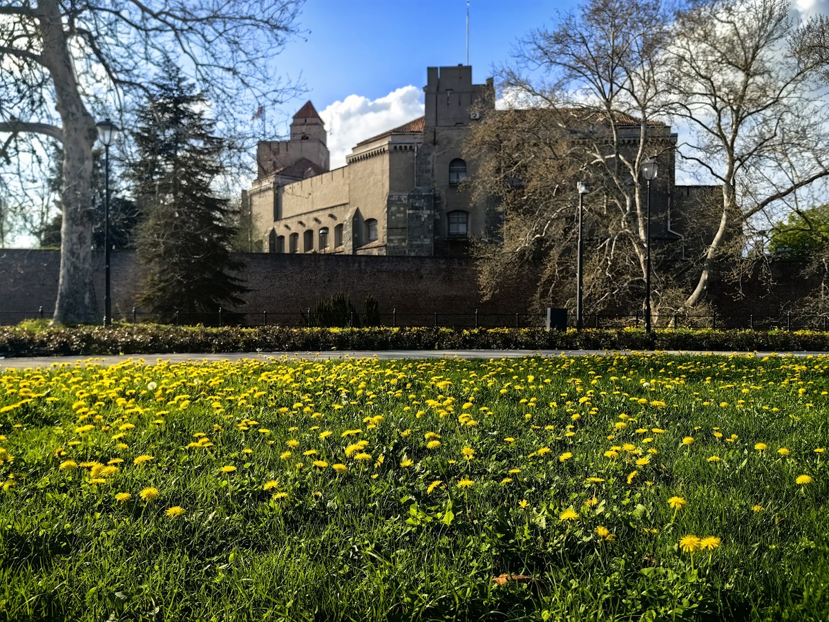 А еще в Белграде есть многотысячные одуванчиковые поляны сейчас.