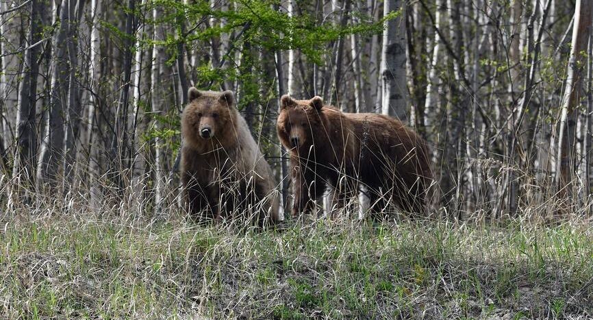    syngach / Фотобанк Лори