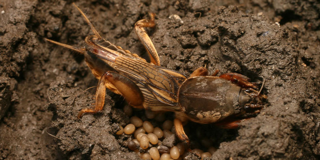Медведка сбежала с моего участка! Как я победил «подземного танк» с помощью мыльной воды и хитрости