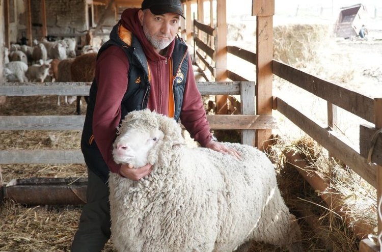    Агрофирма «Чох» представит 3 породы МРС на юбилейной российской выставке овец и коз