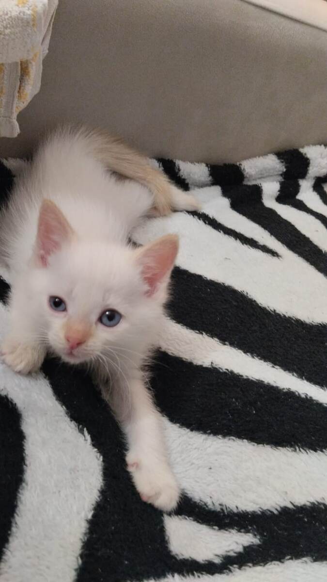 Бубленыш. Малютка из Березовских подкидышей. Вырос и поехал домой.