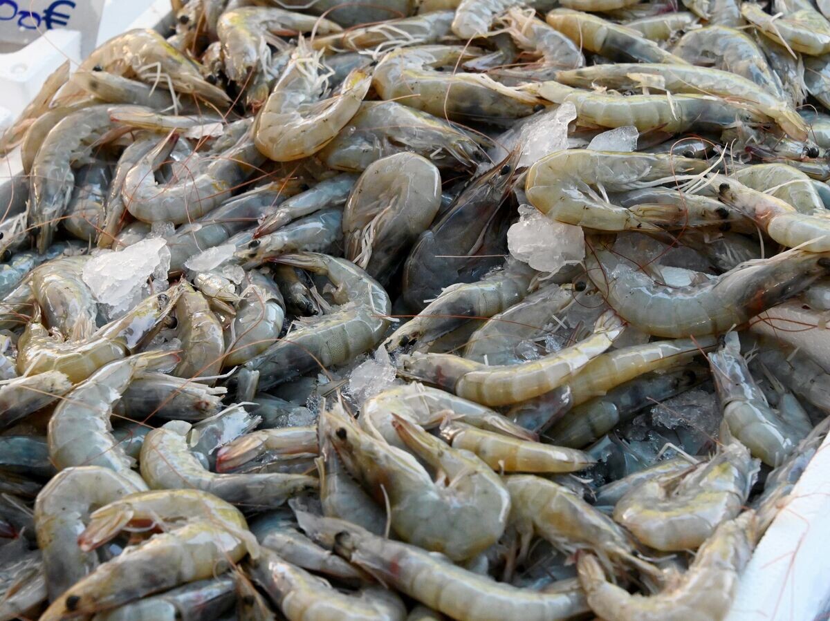    Продажа морепродуктов на рынке© РИА Новости / Владимир Федоренко