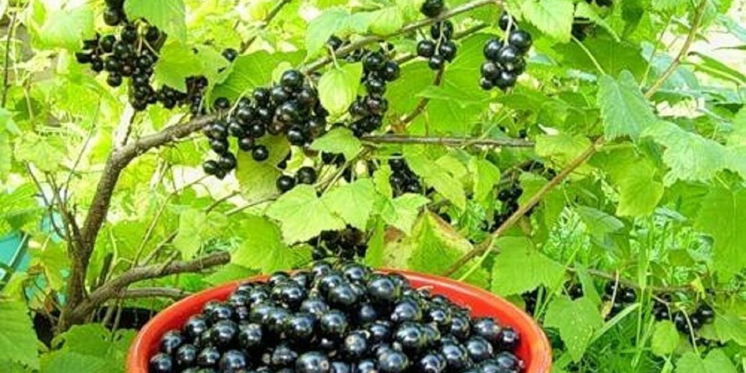 Как размножить смородину из одного черенка.