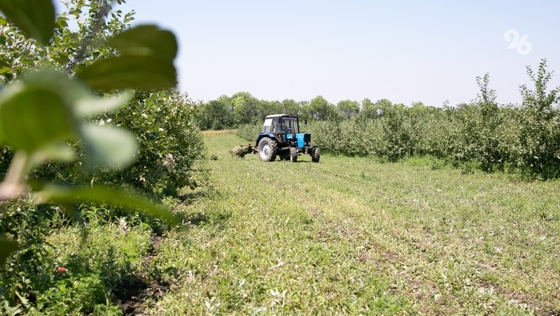    Сельхозугодья на Ставрополье занимают 5,7 млн га Фото: ИА «Победа26»