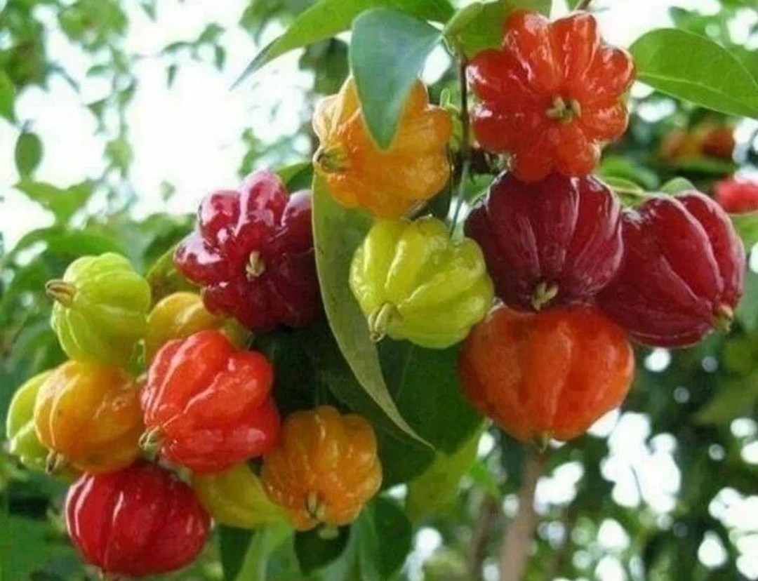 Какие то странные у вас тут тыквы...