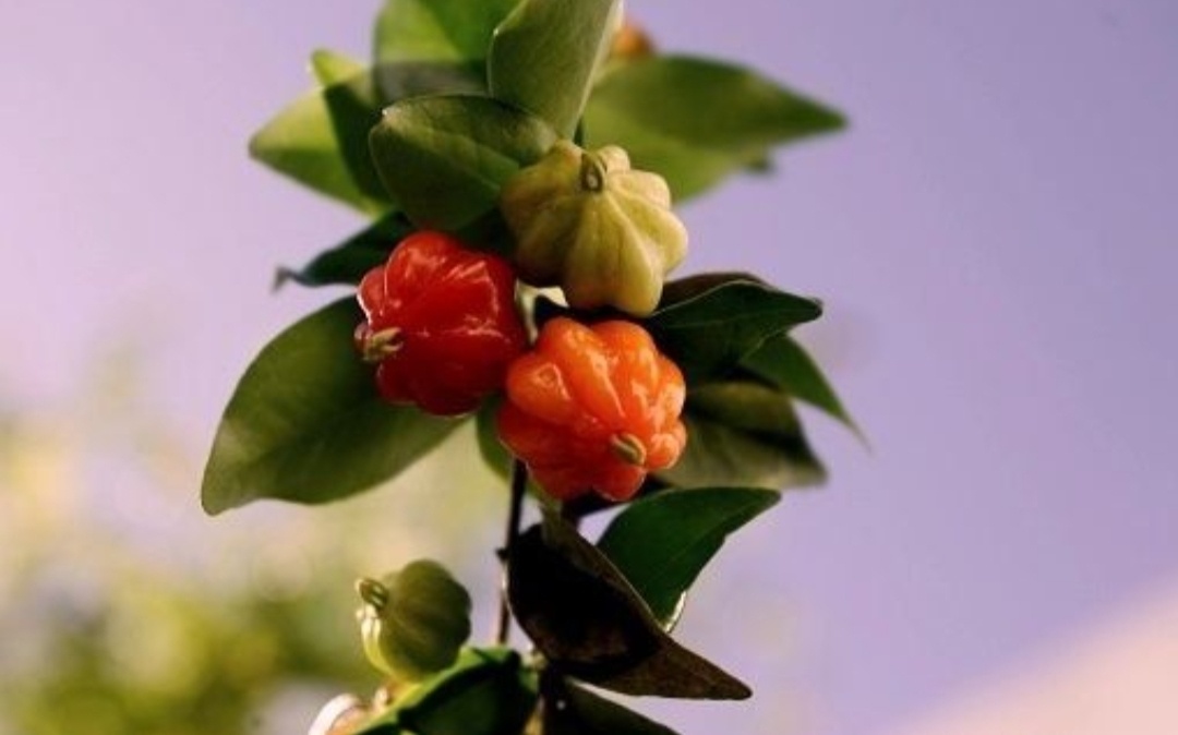 Второе название питанги - суринамская вишня.