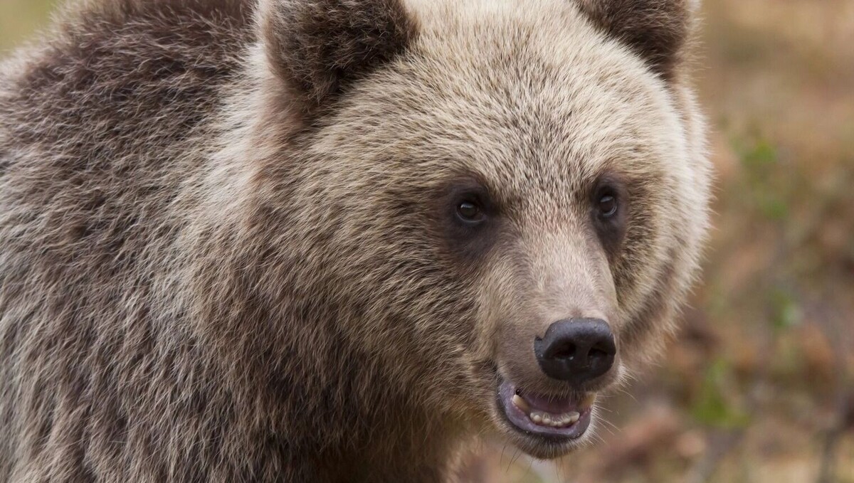     Источник: pxhere.com