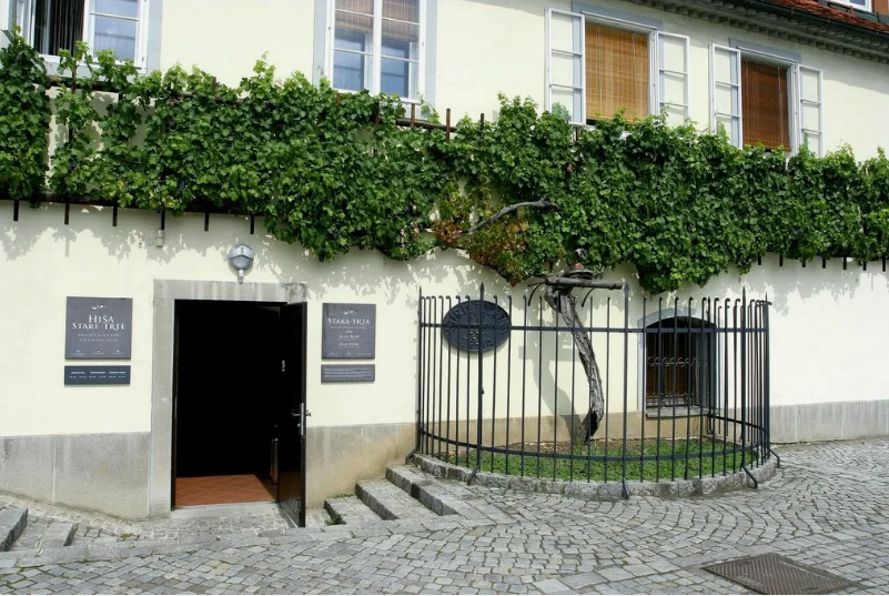 Самая древняя лоза в мире находится в Мариборе. Её возраст более 450 лет и она до сих пор плодоносит.