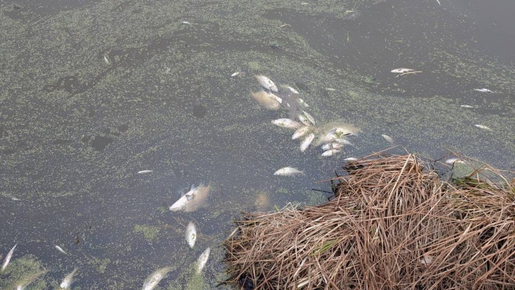    Фото: Нижнетагильская природоохранная прокуратура