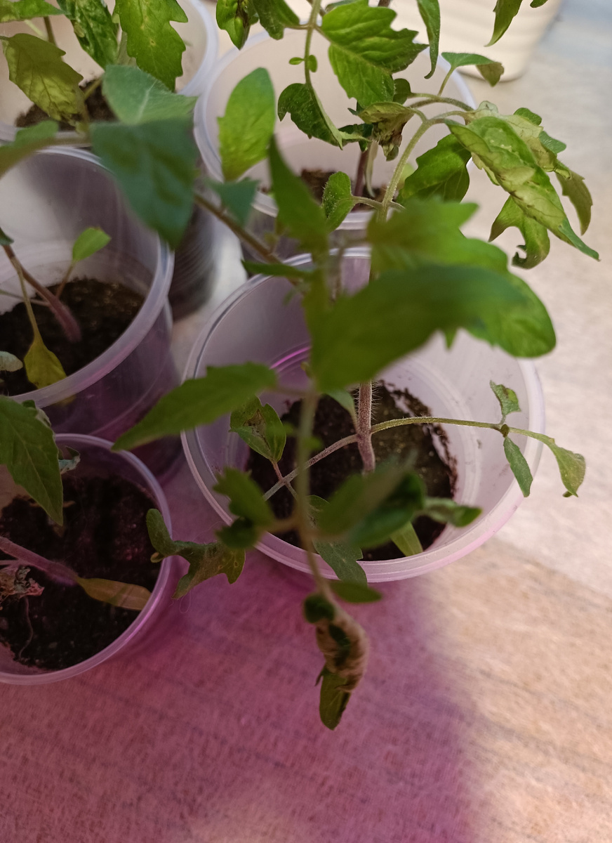 Пересеивать конечно же не буду. Спасать практически нечего, листья сохнут и отваливаются. Растут в том же грунте, что и вся рассада. 