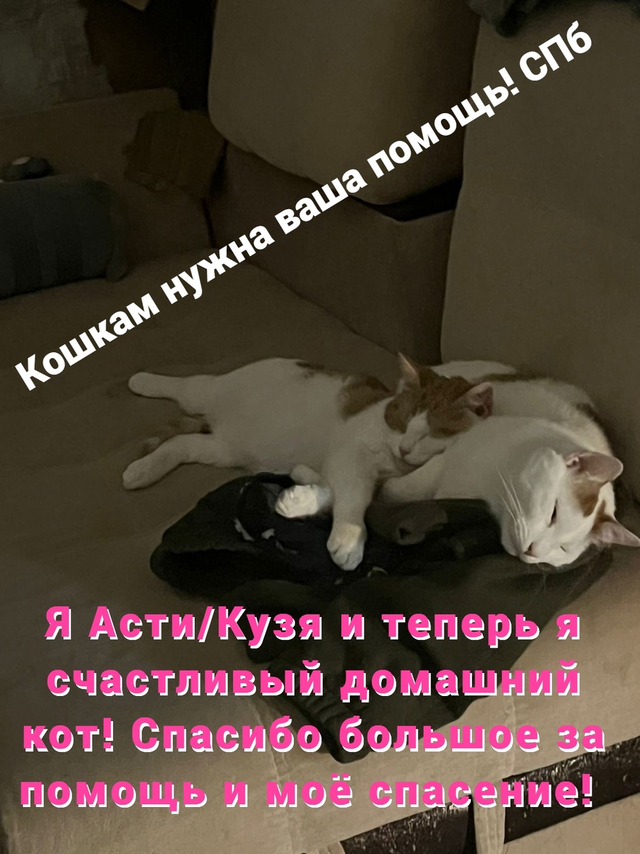 Котенок Асти (дома Кузя) с другом Яшей. Яша в роли подушки))