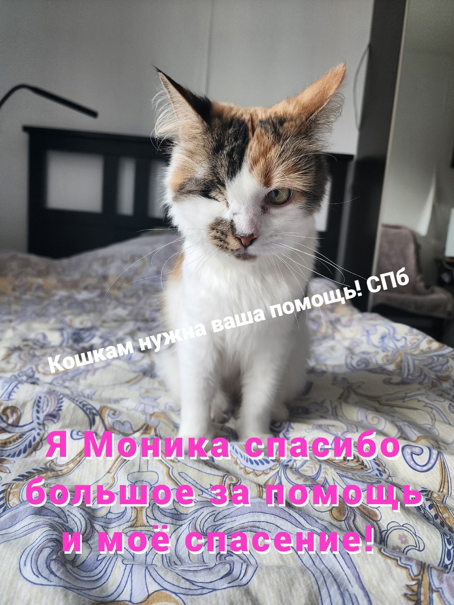 Вот такая Моника сейчас