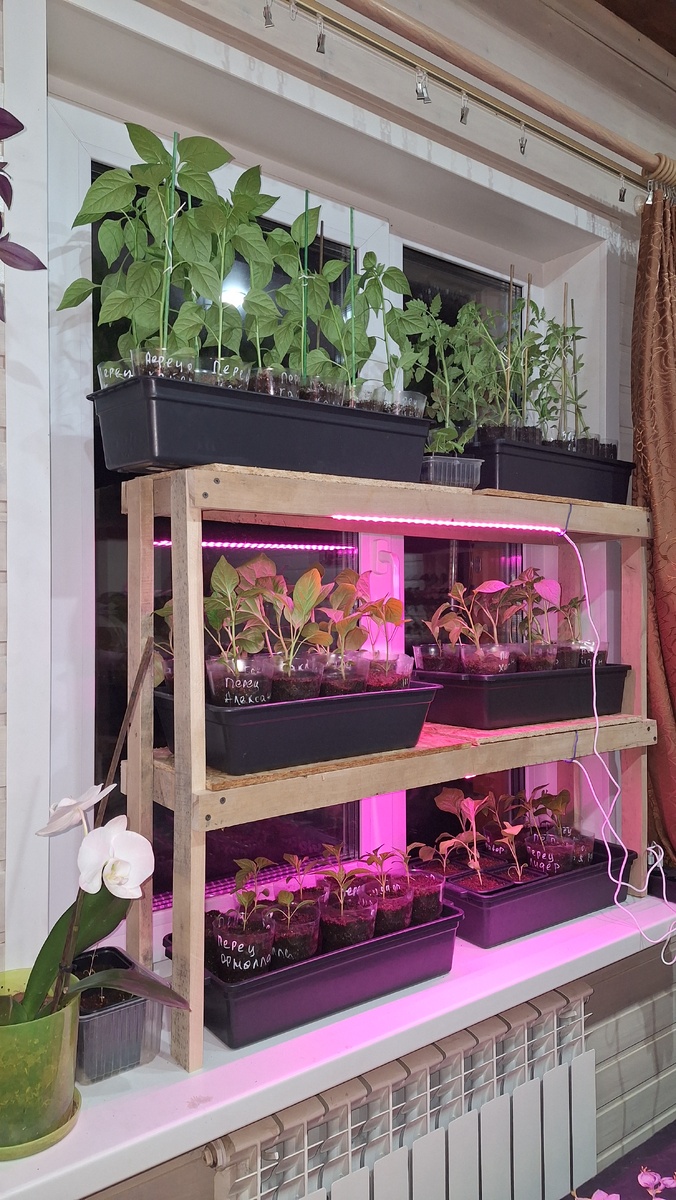 Фото автора. 28.03.2025.