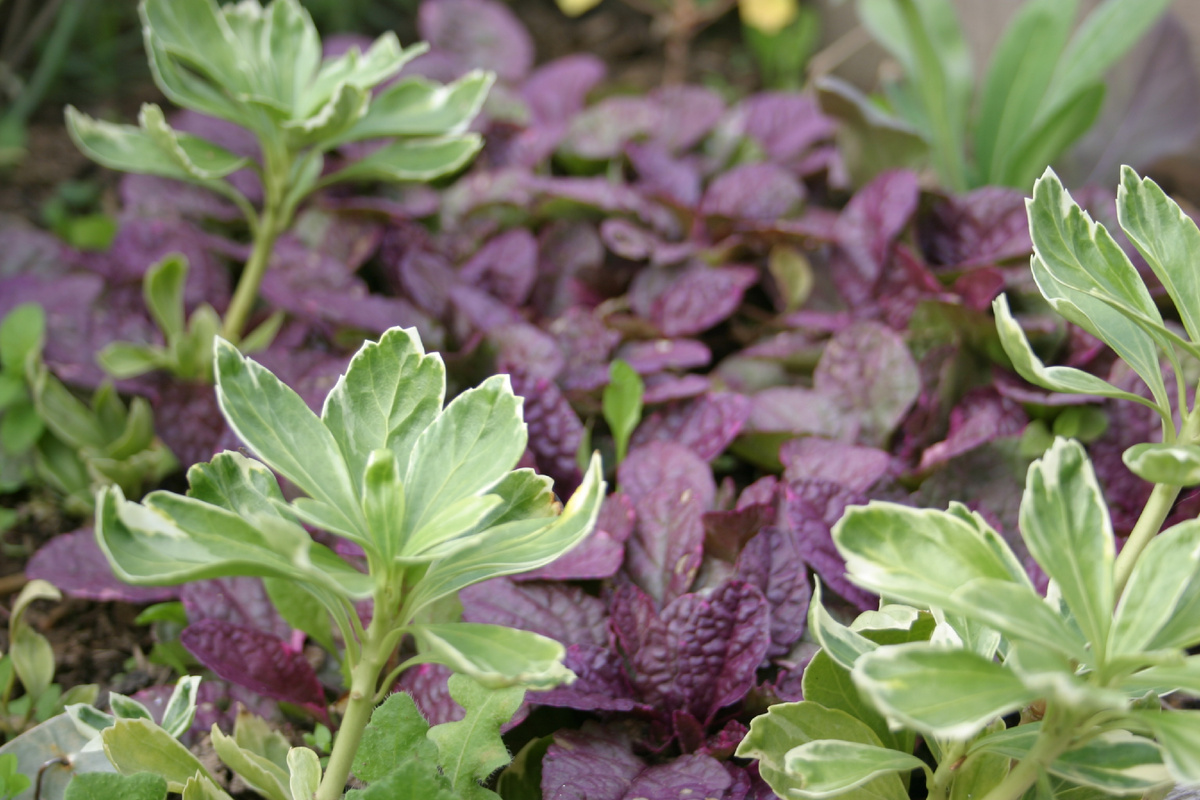 Трёхцветка ковром застилает почти всю клумбу, борется с пахизандрой за первенство )) Сидят в самой тени, под туями.