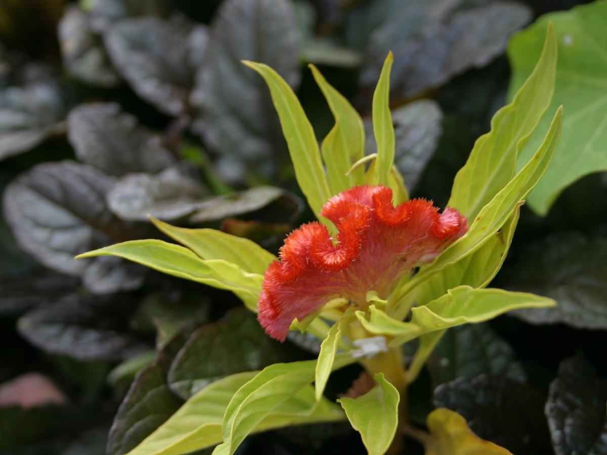 Бронзовая, на фото, к сожалению, размыта, фотографировала не её. Но по здоровенному газону теперь расползается именно она.