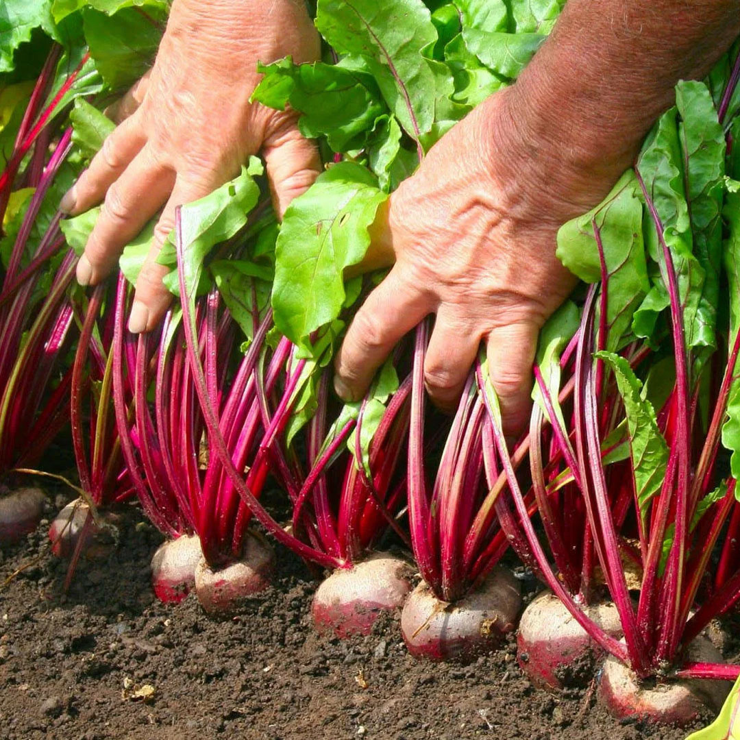 А вы чаще выращиваете овощи в теплице или открытом грунте?