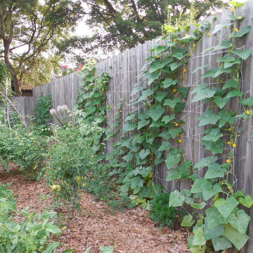Пробовали выращивать огурцы также на заборе?