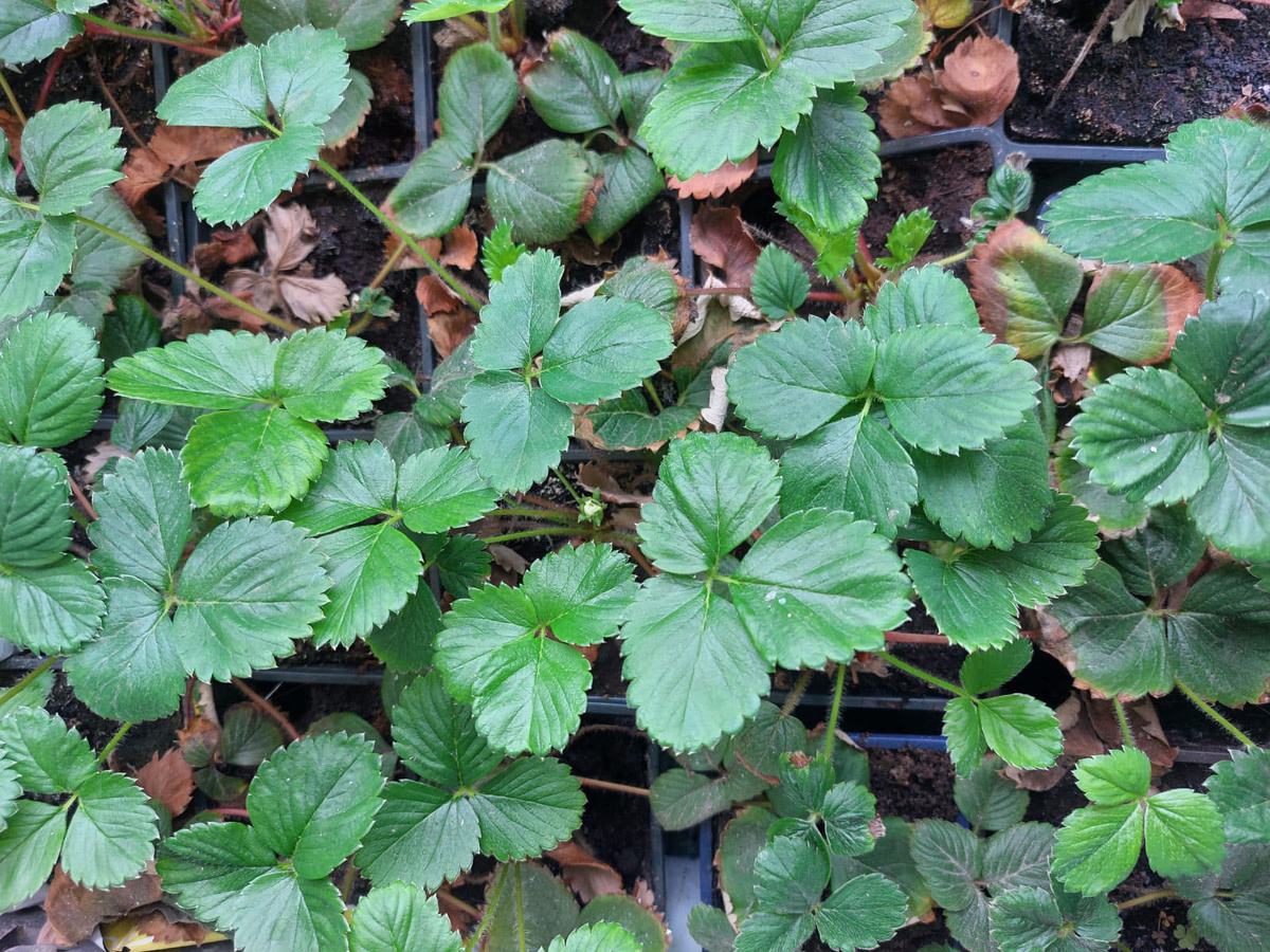 Кусты клубники проснулись после зимы