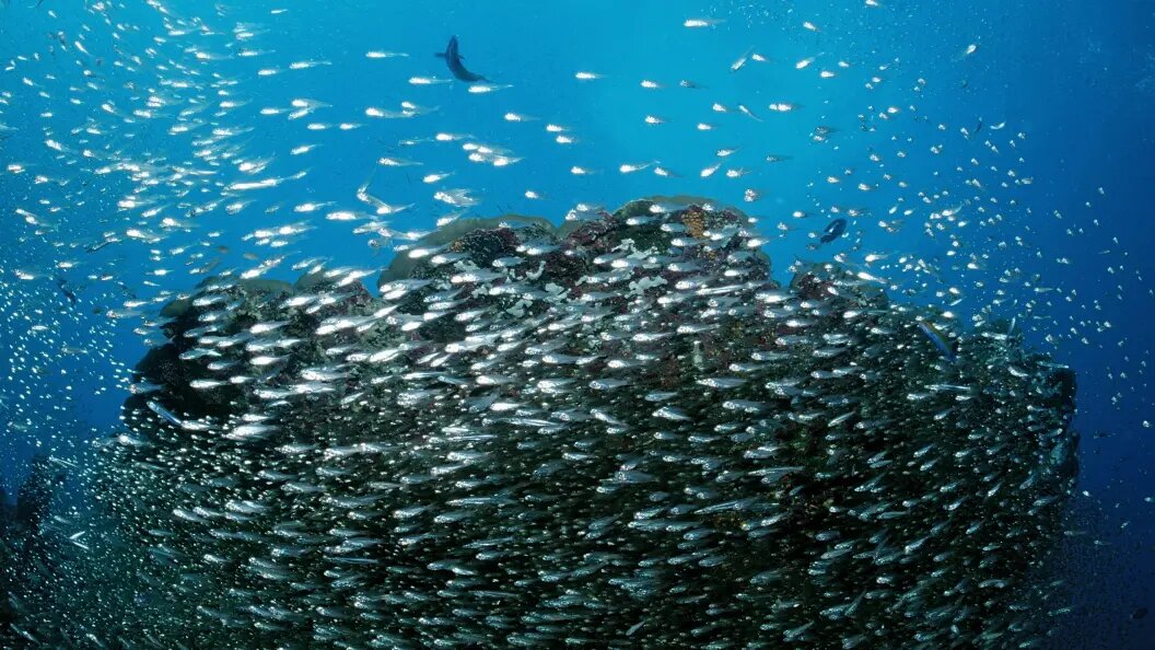    фото: WaterFrame/imageBROKER.com/Globallookpress