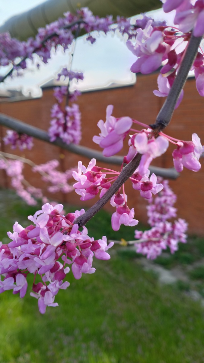 Цветки вблизи. Фото автора