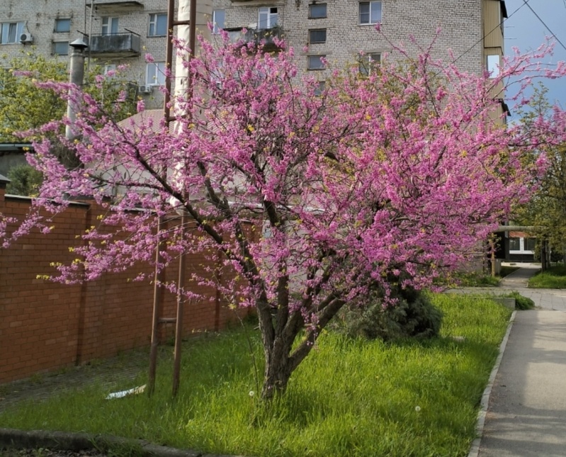 Цветущий церцисс. Фото автора