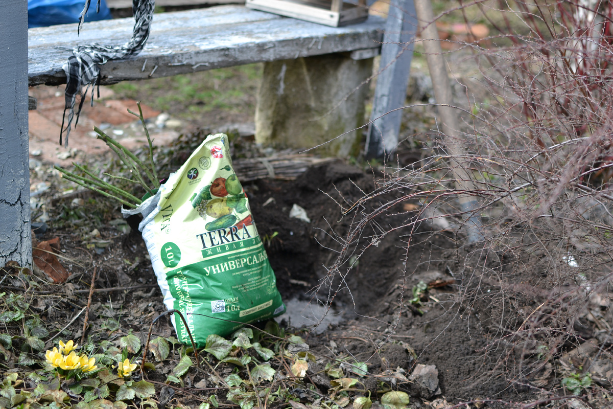Роза готова к переезду из мешка в землю