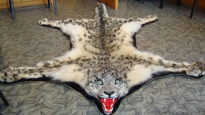 (с) И. Иваницкий.  Ковер из шкуры ирбиса, изъятый у браконьеров. 