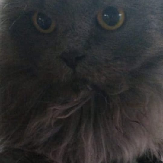 ** Не проходи мимо, поставь лайк!🚨 Приют на грани закрытия! Нужна ваша помощь, чтобы спасти 3500 животных от голода и выселения! 🚨**